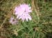 blume