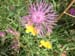 blume3