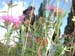 blume4