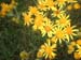 blume5