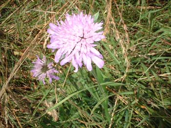 blume