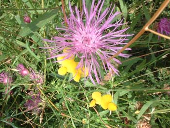 blume3
