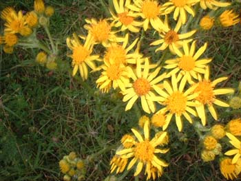 blume5