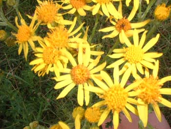 blume6