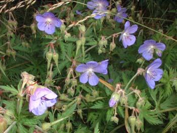 blume7