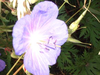blume8
