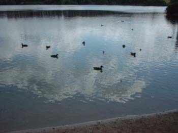 enten2
