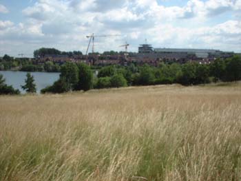 feld