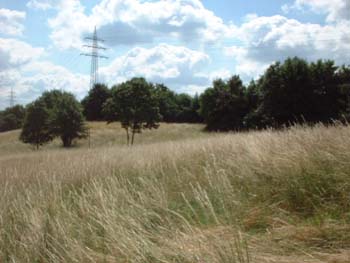 feld10
