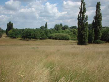 feld3