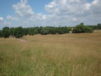 feld5