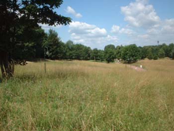 feld6