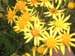 blume6