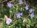 blume7