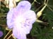 blume8