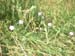 blumen