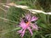 hummel